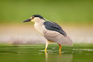 ҹ, Nycticorax Nycticorax, ˮˮ, ȻҰﳡˮ.