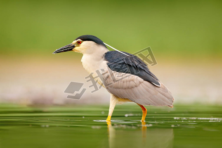 ҹ, Nycticorax Nycticorax, ˮˮ, ȻҰﳡˮ.