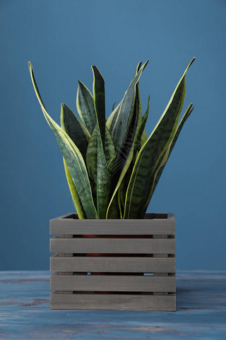  sansevieria ľɫ