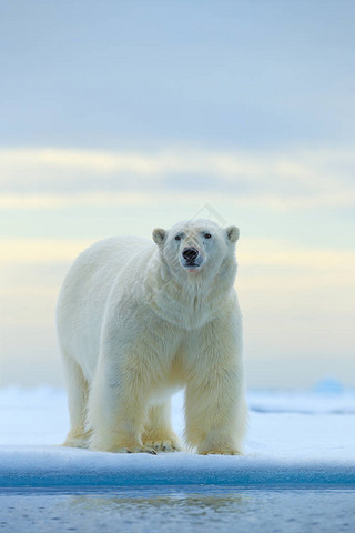 北极熊在漂流冰边缘与雪和水在挪威海。在大自然栖息地的白色动物, 欧洲。大自然的野生动物场景。危险的熊走在冰上, 美丽的黄昏天空.