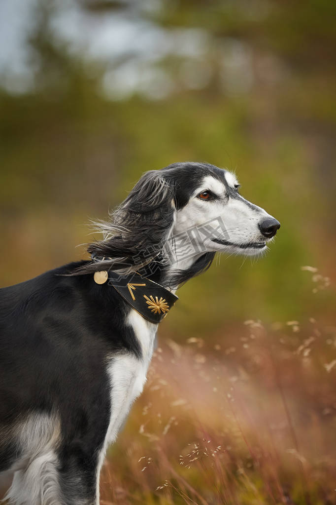 ȻɭSaluki