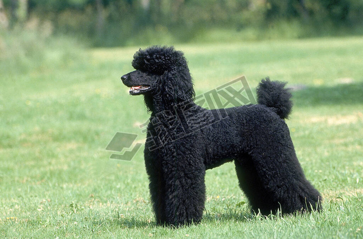 Caniche Royal