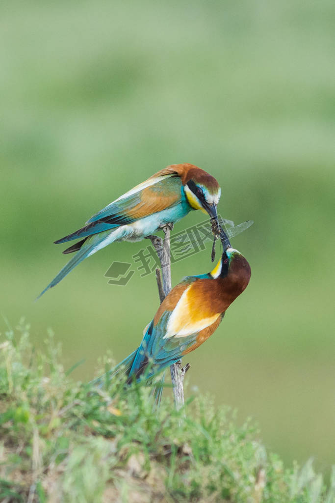 Beautiful colorful enamoured couple of bee-eaters sitting on a twig, Merops apiaster, the male is br