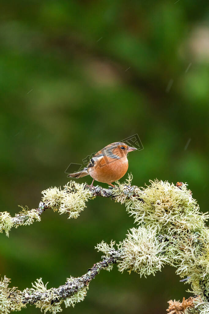 ѡ֦ϳë(Fringilla coelebs)