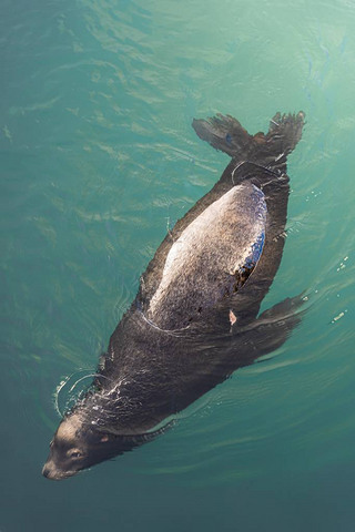 A top view shot of a seal gracefully swimming in the ocean