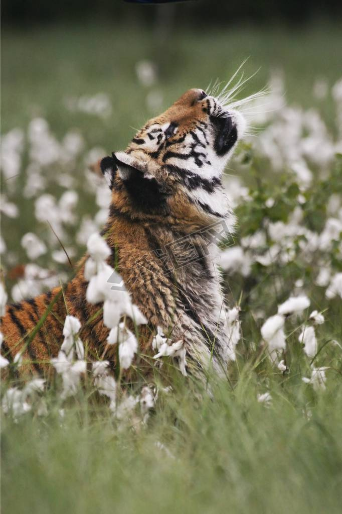 ԭϵǻPanthera tigris TigrisPanthera tigris altaica. 