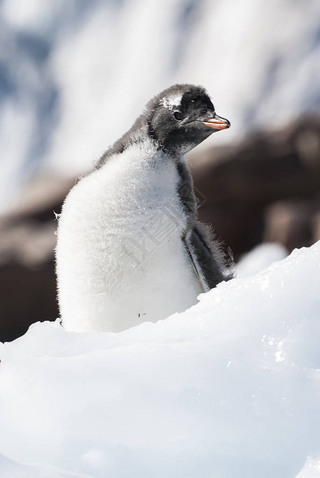 ϼ뵺ڿƸ۵Gentoo Penguin.