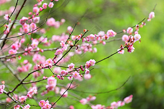 Plum flower blossom