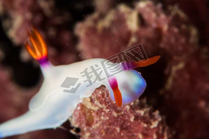 Scuba diving lembeh indonesia chromodoris white nudibranch