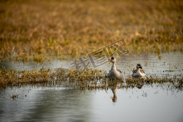 keoladeoҹ԰ౣ bharatpur  rajasthan  Indiaӡذ˾۾ӵѼAnas poecilorhyncha