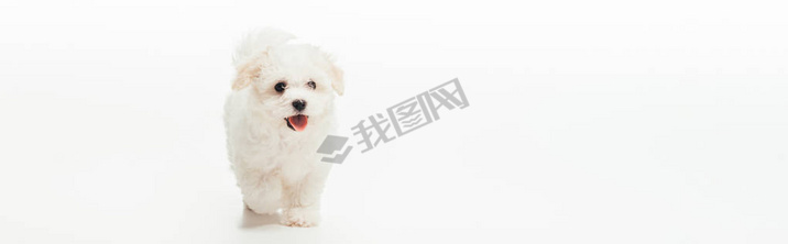 panoramic shot of cute Hanese puppy on white background 