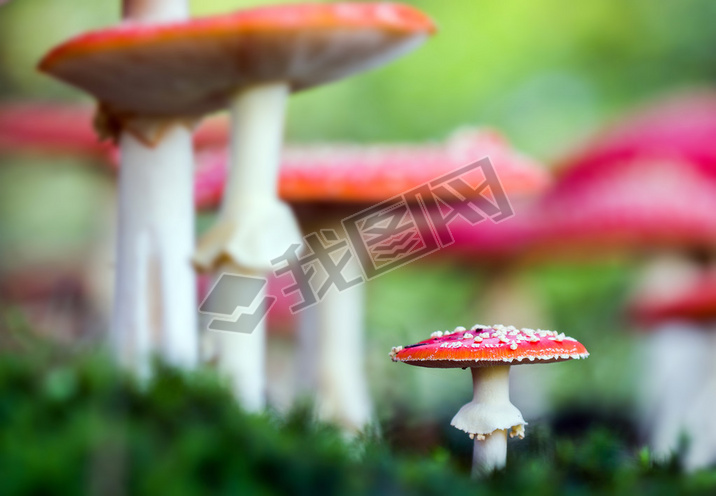 Amanita muscariaɭĶ.