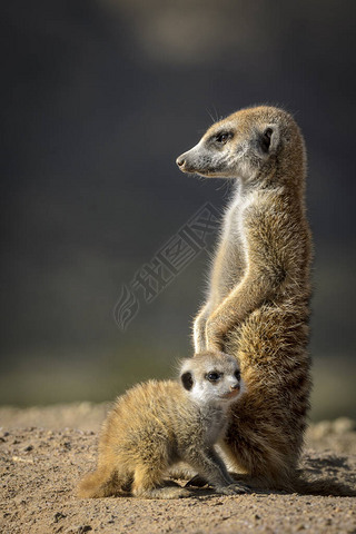 MeerkatsuricateSuicata suricatta ˺ꡣҳ1