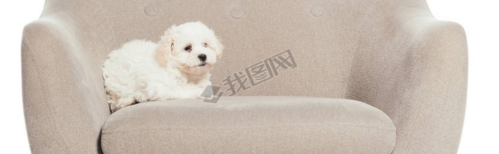 panoramic shot of cute Hanese puppy lying on armchair isolated on white 