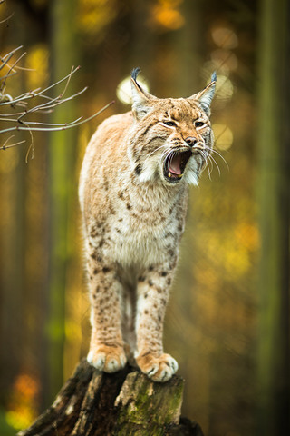 ŷɽèLynx lynx)