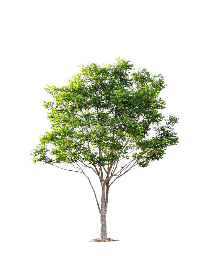 Beautiful green tree on a white background on high definition