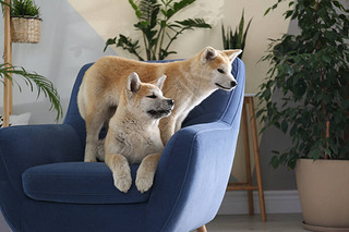 Akita InuɰĹֲһڷ