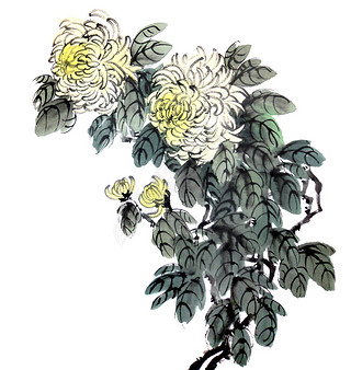Watercolor of chrysanthemum flower, traditional chinese ink and wash painting. Stock illustration is