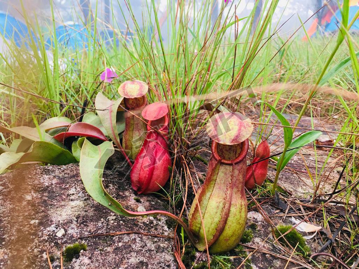 ȴеȴˮֲӱNepenthes rajah