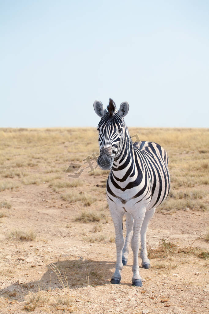 One beautiful zebra in sannah on blue sky background closeup, safari in Etosha National Park, Nami