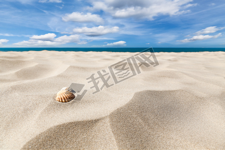 Shells on a beach