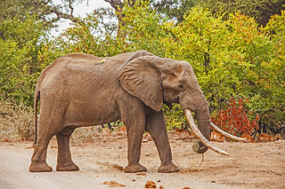 Loxodonta africana)