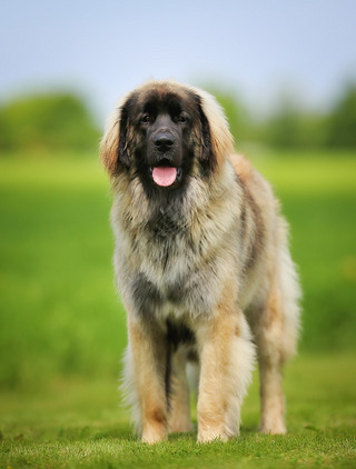 leonberger ֹ