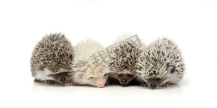 Four adorable African white- bellied hedgehog standing on white background.