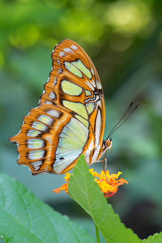 ȸʯ-Siproeta stelenes, Ŀȸʯµľɭ.