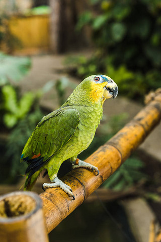 ȴ԰ϵĿɰ afrotropical Ϣ