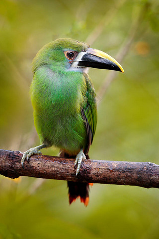  ToucanetAulacorhynchus prasinusɫȻϢأױ.