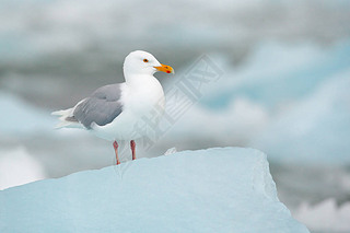 ڱϵ, ĳӱ Kittiwake, Rissa tridactyla, Ϊɫ, ˹߶Ⱥ, Ų.