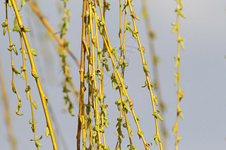 close up long willow branch in spring season