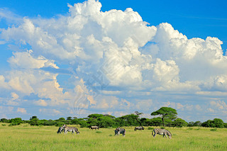 burchell İ, equus quagga burchellii, moremi, okango delta, , ޡɫݵϵҰҰʡȺɫ籩