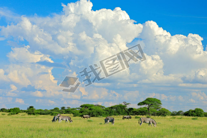 burchell İ, equus quagga burchellii, moremi, okango delta, , ޡɫݵϵҰҰʡȺɫ籩