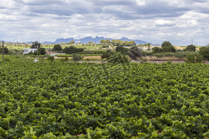 羰԰, Penedes ƾ, ڱصɽVilafranca del Penedes, ̩, .