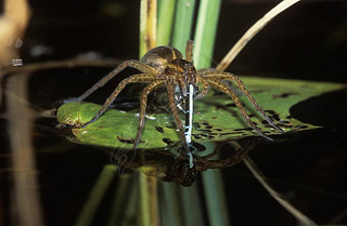 ľ֩ (Dolomedes fimbriatus)  damslefly, ¹, ŷ