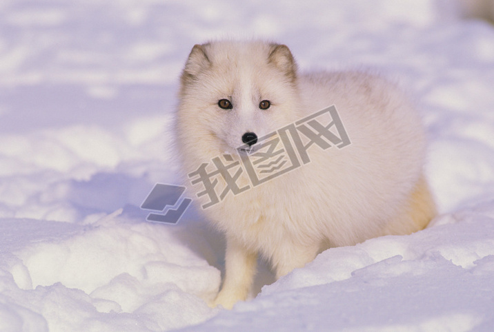 Arctic Fox in Winter