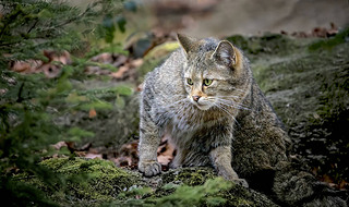 欧洲野生猫Felis silvestris在自然山林环境中从灌木丛后面偷窥的可爱肖像