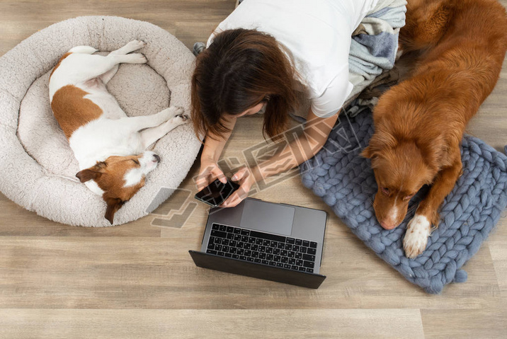 Two dogs with a girl working on a laptop at home. Nova Scotia Duck Tolling Retriever and a Jack Russ