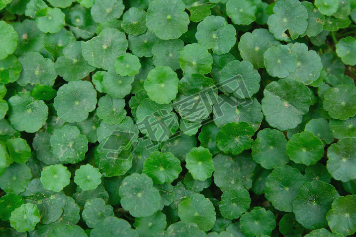 Gotu kola, Central ella asiatica, Asian atic pennywort, Indian pennywor