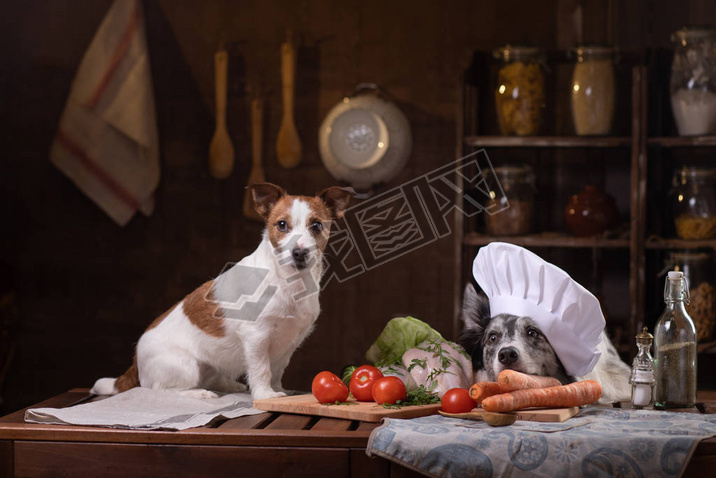 ֻ׼ʳ Jack Russell TerrierBorder Collie ,Ȼ,ʳ