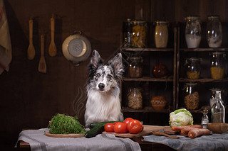 Healthy natural raw dog food. Border Collie is sitting in the kitchen at the table. Pet inside