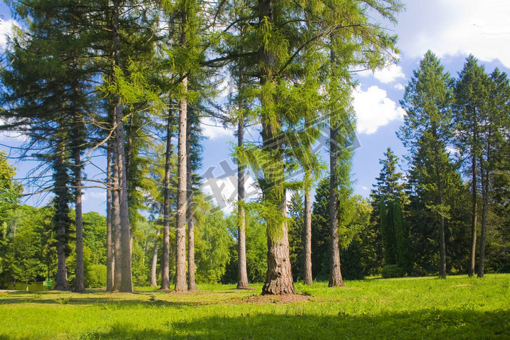 ڿжݹҵй԰˹ڴĵҶ(Larix Decidua Mill)⾰