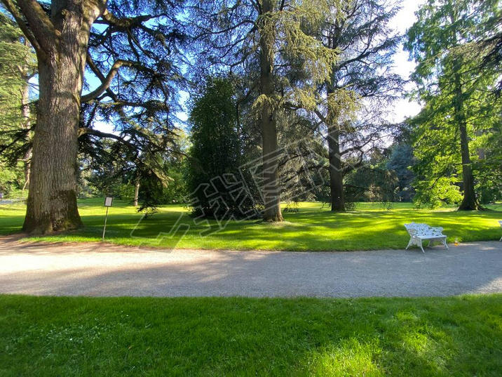 Arboretum (Tree Collection or Baumsammlung), (Flower Island Mainau on the Lake Constance or Die Blum