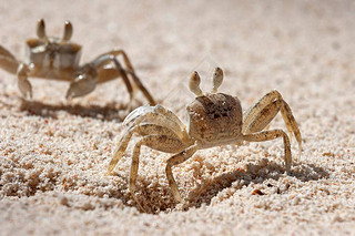 зOcypode sp.), in the sand, Praslin Island, Seychelles, Africa