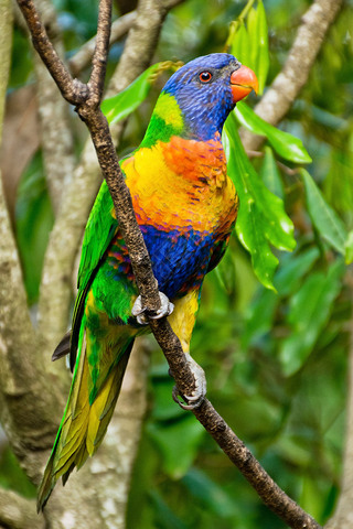 ʺlorikeet