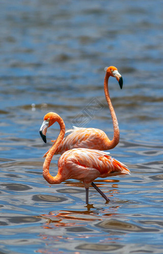 Phoenicopterus ruberһִͻͻϵ