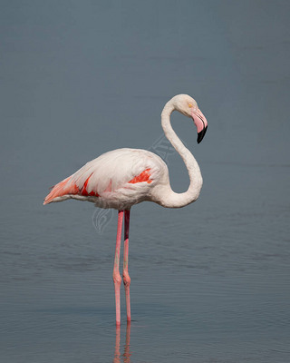 Phoenicopterus roseus߸ߵشڰϰRas Al Khorǳˮ.