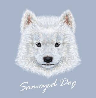 ĪҮ¹ɰɰİɫ eskimo spitz Samoyed Сͷ񡣴ɫǵʵëƤ׹ɫ.